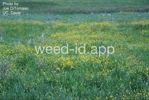buttercup, California